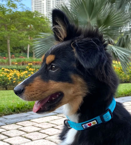 Recycled Dog Collar with Reflective Puppy Collar Small Coral